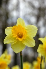 Daffodil Flowers, narcissus pseudonarcissus