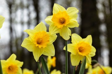 Daffodil Flowers, narcissus pseudonarcissus