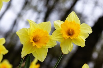 Fototapeta premium Daffodil Flowers, narcissus pseudonarcissus