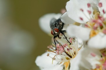 Fly standing on Flower