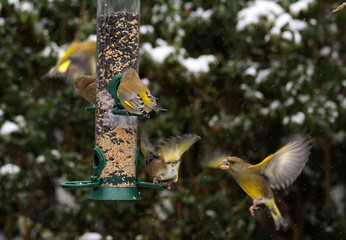 Groups of European green finches (Chloris chloris) quarreling on a silo bird feeder in a snowy garden in winter. © Roel