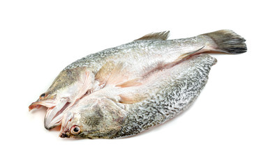 Fototapeta premium barramundi or seabass fish isolated on white background