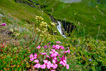 Fiori e cascata sulle montagne di San Bernardino, Alpi Lepontine, Svizzera
