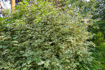 spectacular shrub with white-green leaves