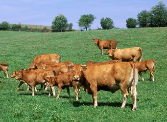 Limousin Domestic Cattle, Cows and Calves