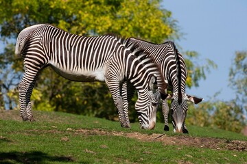 Fototapeta na wymiar Grevy's Zebra, equus grevyi