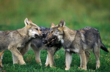 European Wolf, canis lupus, Pups playing