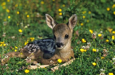 Roe Deer, capreolus capreolus, Fawn laying in Flowers, Normandy
