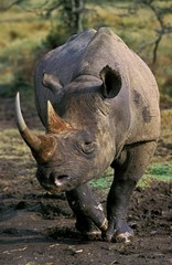 Fototapeta premium Black Rhinoceros, diceros bicornis, Nakuru Park in Kenya
