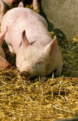 Large White Domestic Pig, Piglet sleeping on Straw