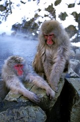 Fototapeta premium Japanese Macaque, macaca fuscata, Adults standing in Hot Springs, Hokkaido Island in Japan