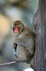 Japanese Macaque, macaca fuscata, Adult standing on Branch, Hokkaido Island in Japan