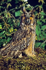 Long Eared Owl, asio otus, Adult