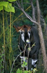 Okapi, okapia johnstoni