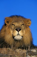 African Lion, panthera leo, Portrait of Male