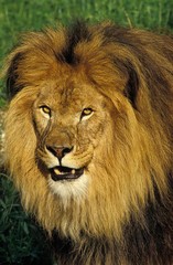 African Lion, panthera leo, Portrait of Male
