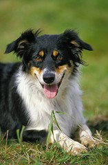 Border Collie Dog, Adult laying on Grass