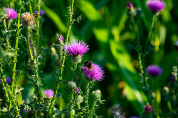 purple flowers in the field