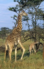 Naklejka na ściany i meble Masai Giraffe, giraffa camelopardalis tippelskirchi, Mother with Calf, Masai Mara Park in Kenya
