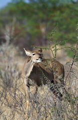 Greater Kudu, tragelaphus strepsiceros, Female eating Leaves of Acacia, Namibia