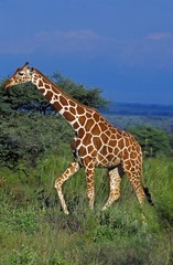 Reticulated Giraffe, giraffa camelopardalis reticulata, Samburu Park in Kenya