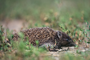 hedgehog in the grass
