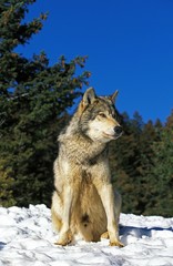 North American Grey Wolf, canis lupus occidentalis, Male sitting on Snow, Canada