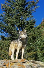 North American Grey Wolf, canis lupus occidentalis, Adult standing on Rocks, Canada