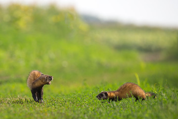 Polecats are playing