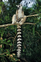 Ring Tailed Lemur, lemur catta, Adult standing on Branch, Berenty Reserve in Madagascar