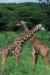 Naklejka na ściany i meble Masai Giraffe, giraffa camelopardalis tippelskirchi, Masai Mara Park in Kenya
