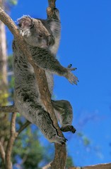 Koala, phascolarctos cinereus, Adult sitting on Branch, Australia