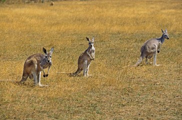 Red Kangaroo, macropus rufus, Adults, Australia © slowmotiongli