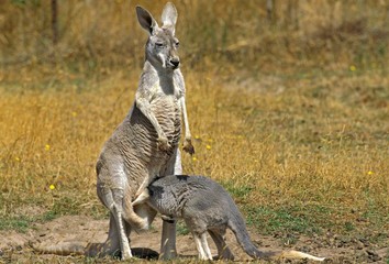 Red Kangaroo, macropus rufus, Mother with Joey suckling, Australia © slowmotiongli