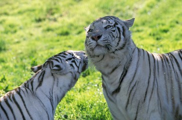 White Tiger, panthera tigris, Pair