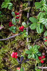 Moss has grown naturally in the forest where lingonberries have grown, which slowly ripen from green to red berries.