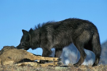 Naklejka premium Mackenzie Valley Wolf, canis lupus mackenzii, Adult with a Kill, a Carcass of Wapiti, Canada