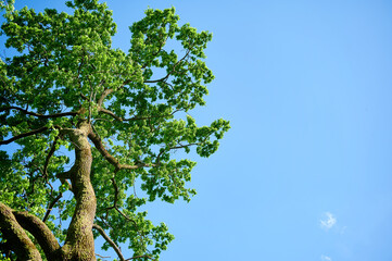 Oak tree with green leaves with blue sky background. View from down. Summer background.