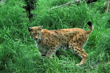 Naklejka na ściany i meble European Lynx, felis lynx, Adult standing on Grass