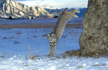 Fotobehang Lynx Bobcat, lynx rufus, Adult Jumping from Rock, Canada  © slowmotiongli