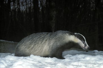 European Badger, meles meles, Adult standing on Snow at Night © slowmotiongli
