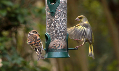 Naklejka premium Brambling and European green-finches on a silo bird feeder filled with sunflower seeds