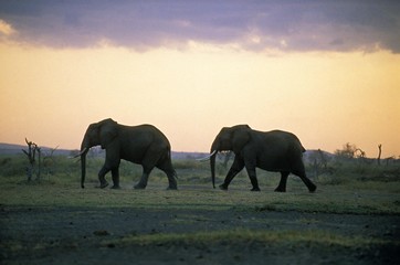 African Elephant, loxodonta africana, Silhouette of Adults, Amboseli park in Kenya