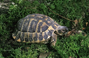 Hermann's Tortoise, testudo hermanni, Adult standing on Moss