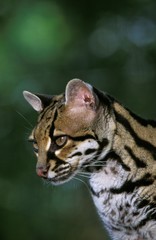 Fototapeta na wymiar Margay Cat, leopardus wiedi, Portrait of Adult