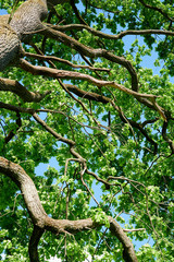 Oak tree with green leaves with blue sky background. View from down. Summer background.