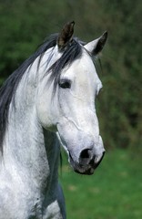 Obraz premium Andalusian Horse, Portrait of Stallion