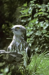 Short-Toed Eagle, circaetus gallicus, Adult