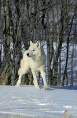 Obraz premium Arctic Wolf, canis lupus tundrarum, Adult standing on Snow, Alaska