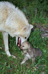 Arctic Wolf, canis lupus tundrarum, Pup with Mother, Alaska